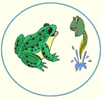 Frog Theme Lesson Plans