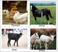Science Cards for preschool farm animal theme